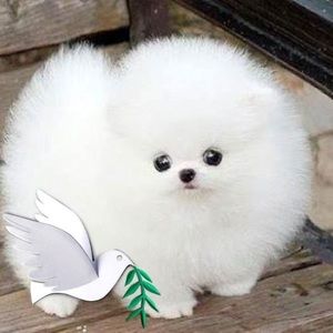 Meet your Posher, Sameera